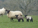 FZ004279 Sheep and lambs in field.jpg